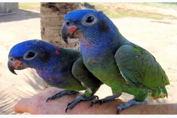 Parrots For Sale