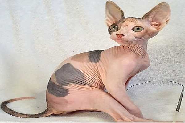 sphynx Cat for Sale