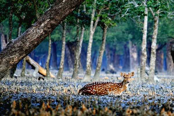 Sundarban Houseboat Luxury Tour Package From Kolkata