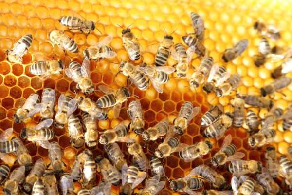 Premium Natural Wild Forest Honey Supplier & Manufacturer 
