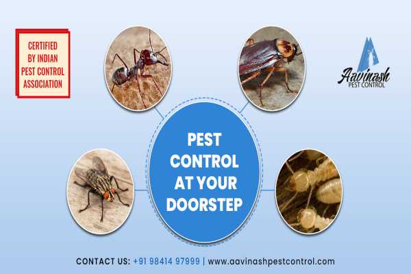 Best Pest Control Services experts in Chennai – Aavinashpestcontrol.com